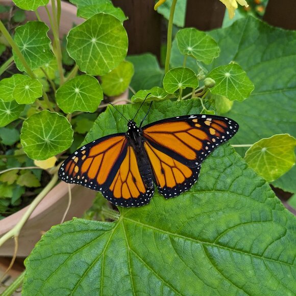 Meet your Posher, Caitlyn - Picture 1 of 1